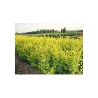 供應刺柏，蜀檜，紅葉李，金葉女貞，紅葉小檗