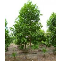 供應白玉蘭 盆栽茉莉花 老人葵