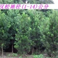 羅漢松，優(yōu)質(zhì)羅漢松，地徑1-6公分，歡迎洽談