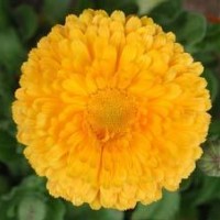 龍爪槐、木瓜、紅葉李、紅葉碧桃