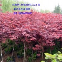 供應紅楓、青楓