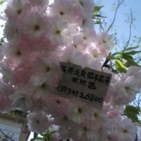 供應日本櫻花、速生櫻花、單櫻種子種苗、櫻花砧木、紅葉櫻花