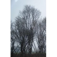 陜西茶條槭，毛葉海棠，大葉女貞，五角楓等苗木