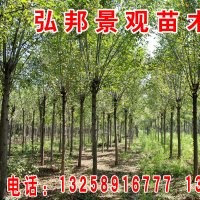 6-10公分二次定桿白蠟，10-30公分土球全冠國槐
