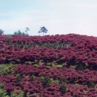 紅楓產地、紅楓價格、南京滬寧苗木園藝場