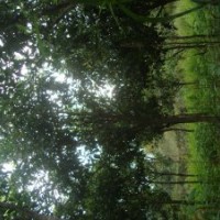 四季桂，福建桂花，泉州桂花，圓葉桂花，桂花小苗
