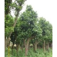 優惠香泡樹價格盡在冰緣種植園林