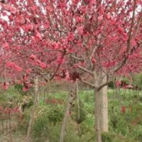 基地直銷苦楝.碧桃.紫葉桃.櫻花.垂柳.構樹.銀杏