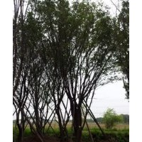 陜西西安蒙古櫟，毛葉海棠