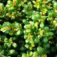 園林綠化苗木價(jià)格紅豆杉,黃山欒,香泡,龜甲冬青,樸樹,蜀檜