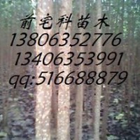 供應：1.5--3公分107速生楊樹苗