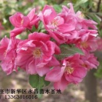 長(zhǎng)期供應(yīng)北美海棠-凱爾斯