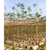 供應藍花楹大袋（10斤袋），比手拇指粗，限量供應！