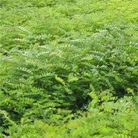 供應刺槐苗、白榆苗、杜仲苗、皂角苗等苗木