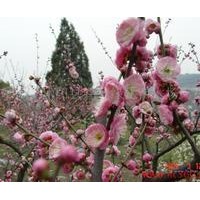 長期供應紅綠梅、月季、蜀檜、迎春、金絲桃、十大功勞等苗木