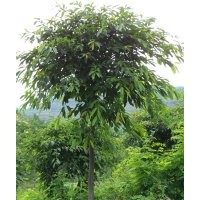 瀘州黃葛樹，黃葛樹基地，黃葛樹用途