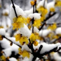 供應臘梅、烏桕、枇杷