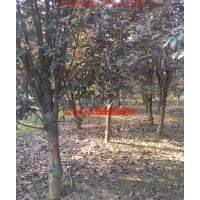 大葉女貞、紅葉李、廣玉蘭、烏桕、三角楓、桂花、樸樹、紫薇