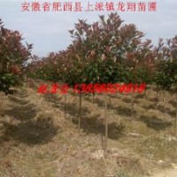 石楠、紅葉李、香樟、大葉女貞、紫薇、桂花、三角楓、樸樹、白玉