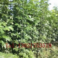 供應綠化苗木毛白楊,白蠟,合歡苗