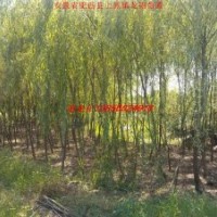 垂柳、紫薇、石楠、大葉女貞、香樟、紅葉李、廣玉蘭