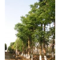 四川欒樹，欒樹苗圃，欒樹點景樹，欒樹大樹