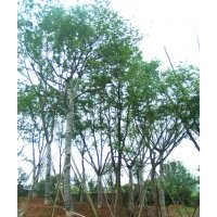 樸樹，樸樹習性，樸樹圖片，樸樹基地，樸樹種植