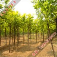 泓遠綠化苗木基地供應各種優質嫁接方式的金葉榆報價