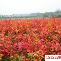 美國(guó)紅楓小苗價(jià)低|速生紫薇小苗|