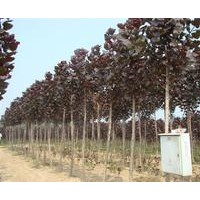 大量供應全紅楊