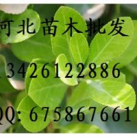 供應大葉黃楊 大葉黃楊哪里便宜 出售大葉黃楊 大葉黃楊