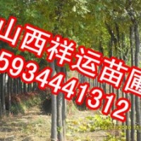 供應核桃苗 國槐苗 刺槐苗 油松 白皮松 側柏 蘋果苗