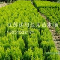 供應(yīng)小葉女貞，灑金柏，紅瑞木，紅王子錦帶，衛(wèi)矛，黃楊