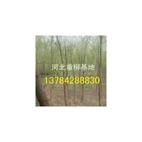 垂柳價格、垂柳圖片
