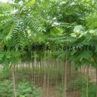 供應各種規格火炬 2-15公分火炬 量大價低