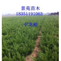江蘇小龍柏價格