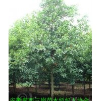 供應(yīng)杜英，安徽2-15公分杜英價(jià)格