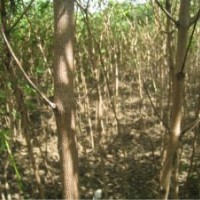 出售優質黃柏樹1.5-2胸徑