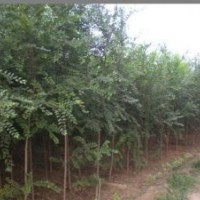 常年供應榆樹3--45公分 刺槐6--40公分