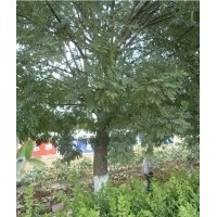 國槐 8-50公分國槐 國槐價格 國槐基地