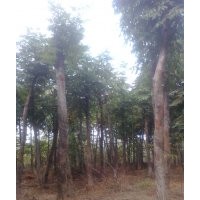 供應實生、移栽香樟