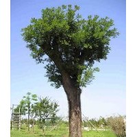 國槐小苗，山西國槐，國槐價格，假植國槐