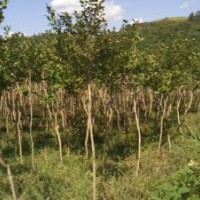 3公分左右獨桿全冠紅花小葉紫薇2萬棵出售