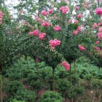 成都紫薇，成都大紅花紫薇，四川紫薇批發(fā)