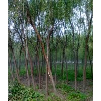 低價供應青皮垂柳、欒樹、紫葉李、紫薇等綠化苗木
