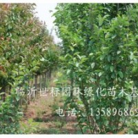 常年供應(yīng)1.5m--2m檜柏，3--6公分牡丹、花石榴，2--5公分黃金垂榆