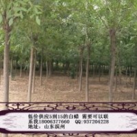 供應綠化苗木白蠟、國槐、合歡、法桐、千頭椿、垂柳、刺槐、、榆
