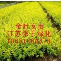 法青、法國冬青
