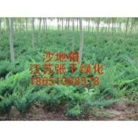 供應：沙地柏、龍柏、蜀檜、灑金柏等綠化苗木