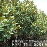 本場大量出售白玉蘭，紅玉蘭，廣玉蘭2-15公分